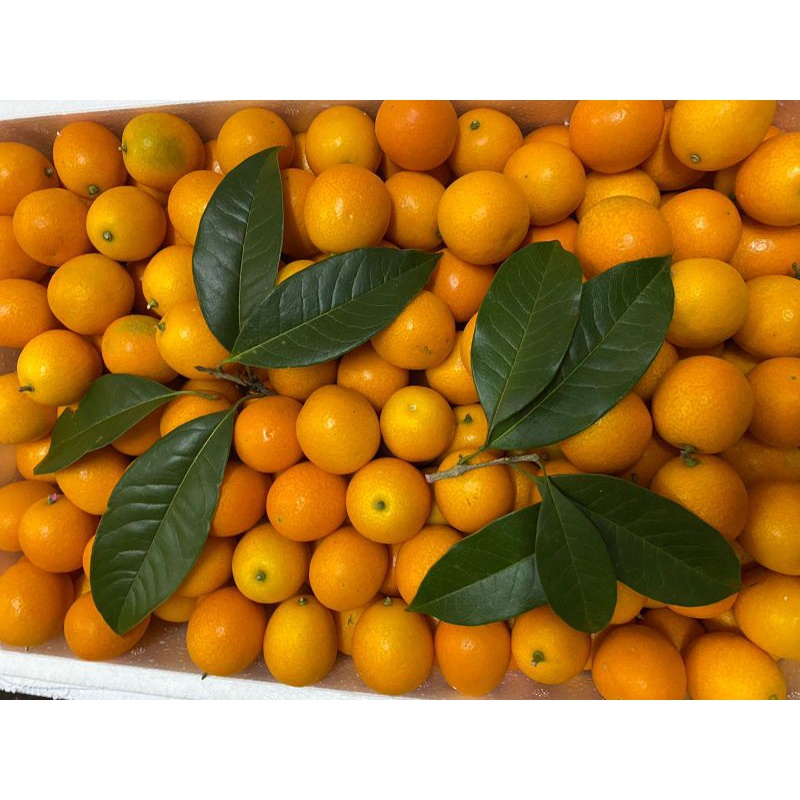 Jeruk Kimkit madu|honey kimkit|jeruk nagami|dimakan dengan kulitnya|300gram|nuri fruits