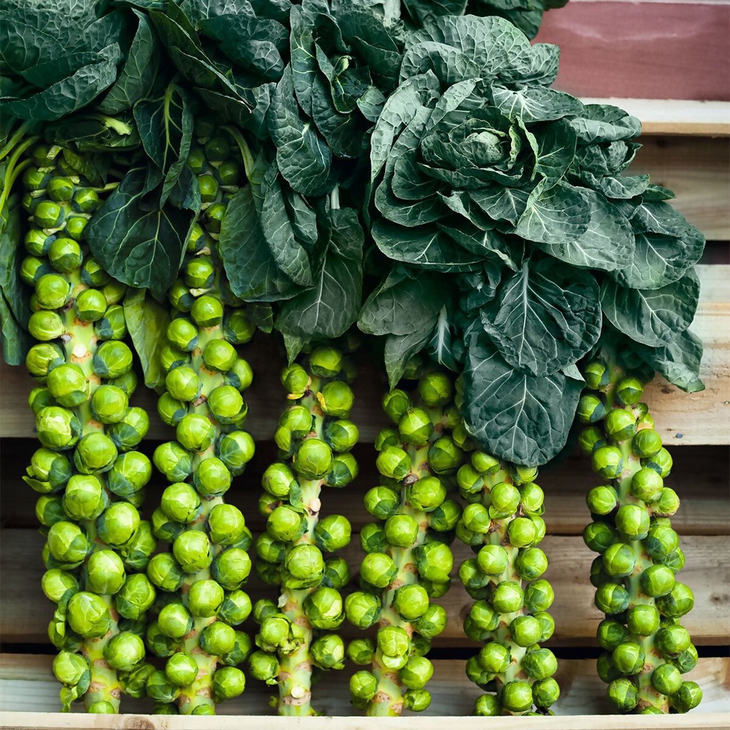 Benih Bibit Biji - Brussels Sprouts Groninger Organik Seeds - IMPORT