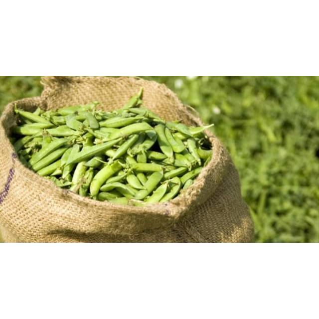 

Kacang kapri murah segar