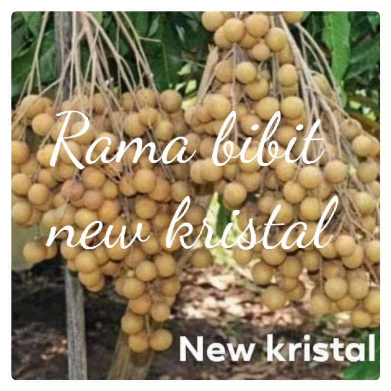 bibit kelengkeng new kristal super unggul