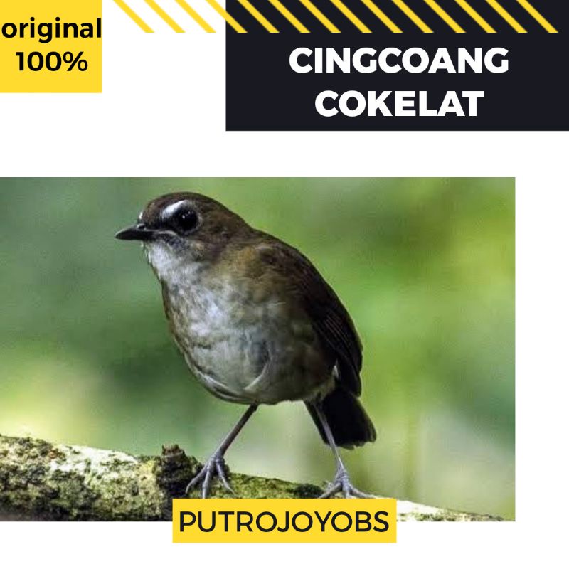 420 Gambar Burung Jongkangan Gratis Terbaru