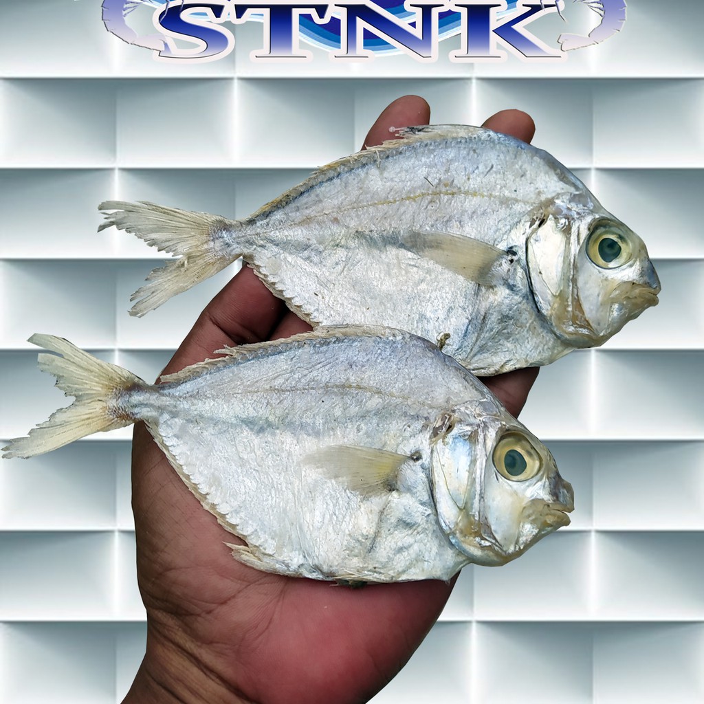 

Ikan Asin Petek Besar 1KG Kualitas Super