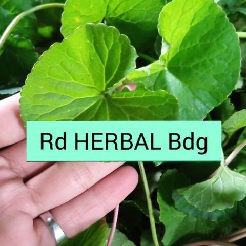 

Jual daun pegagan daun lalapan herbal 500gr kondisi segar perpaket