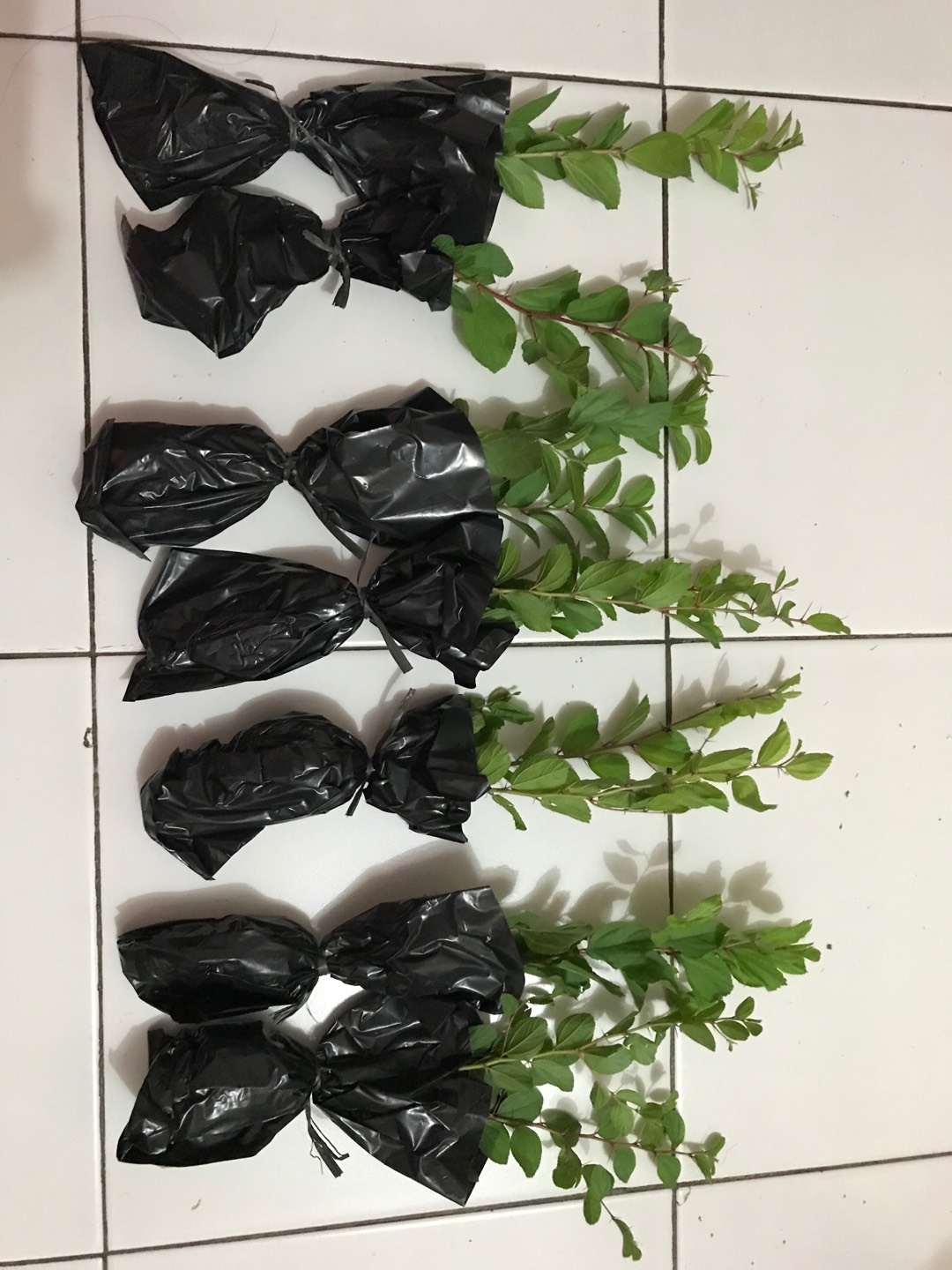 Murah Bibit Pohon Bidara Arab Unggul