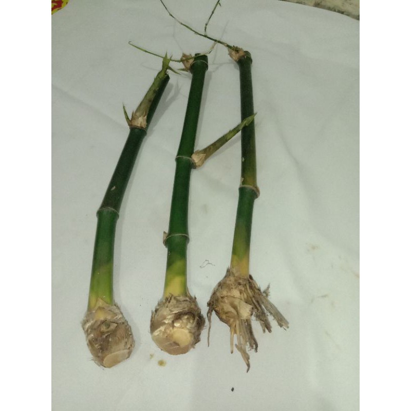 bibit bambu hijou per batang