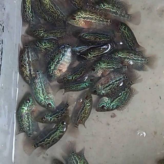 SRD ORI Thailand x SRM