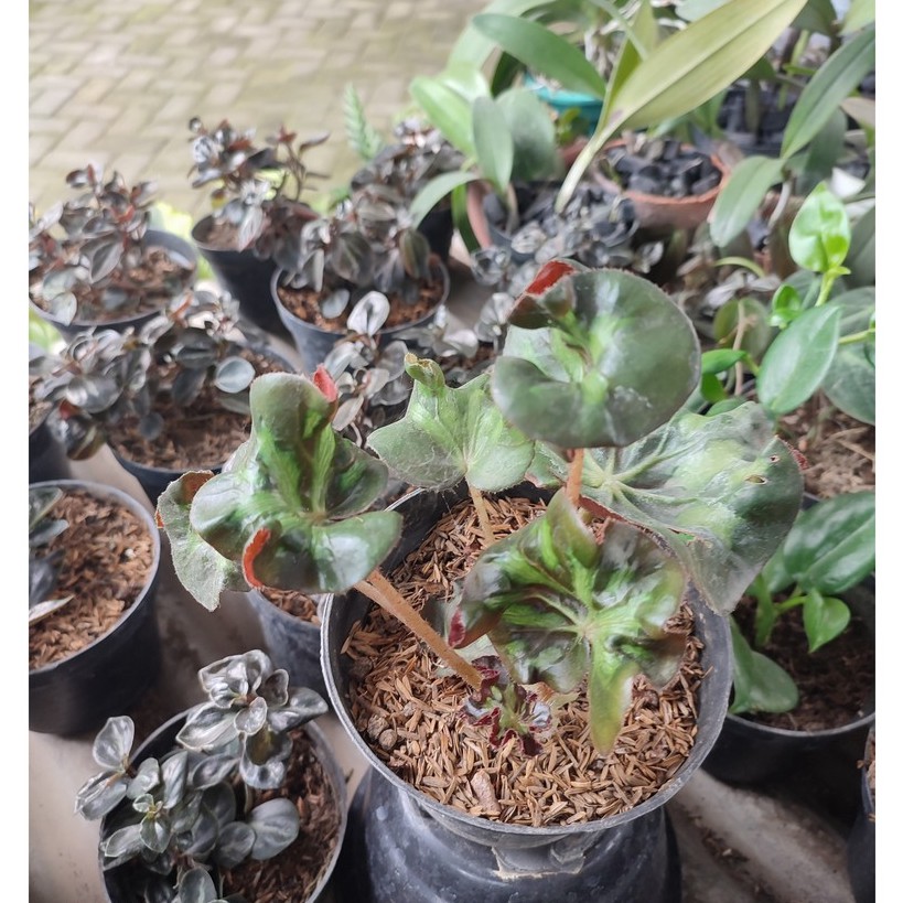 Bunga Begonia Kriwul/ Kriwil Cantik Murah Berkualitas