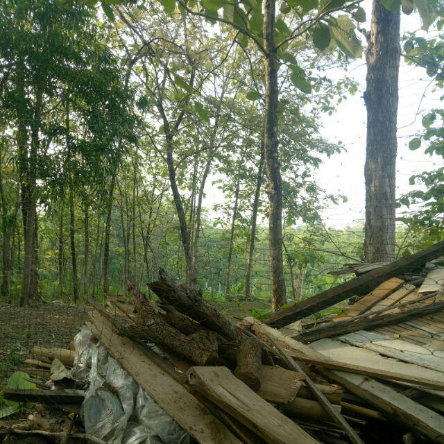 Jaring Ayam Serbaguna Lebar 1.9 Meter