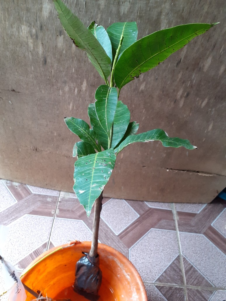 Bibit Tanaman Mangga Gajah Hasil Okulasi Cepat Berbuah