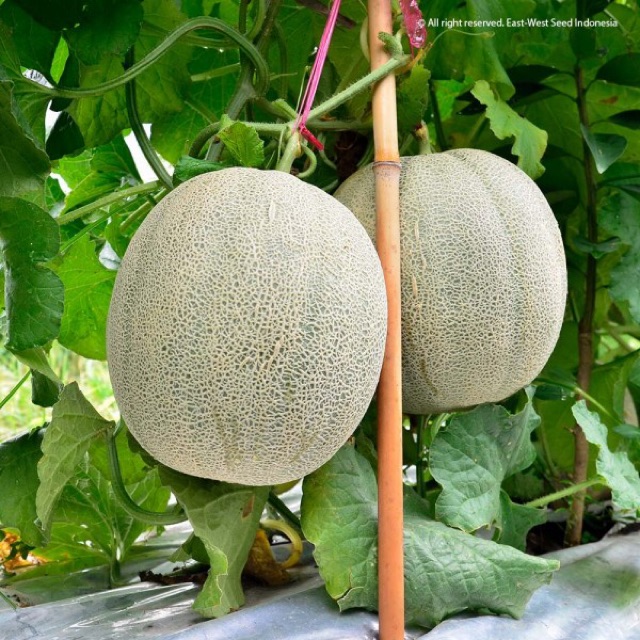 

Buah melon hijau segar