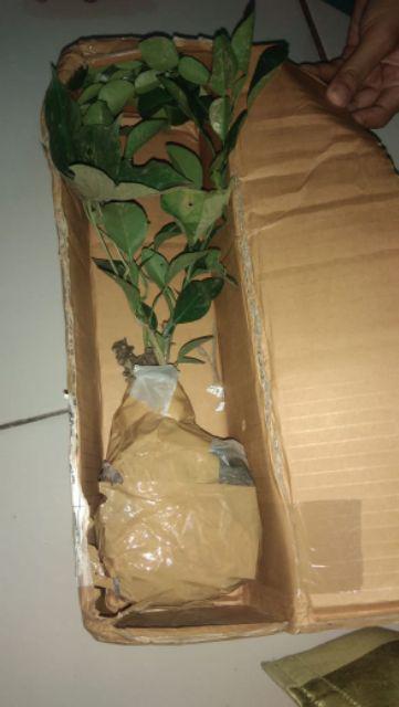 Bibit Butrowali Bibit Tanaman Butrowali Bibit Benih Tanaman Butrowali