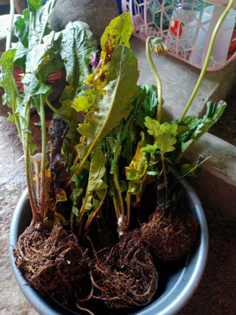 Tanaman Bunga Gerbera Dewasa Warna Putih