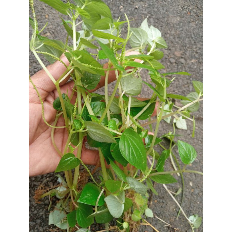 Daun sirih cina 1kg