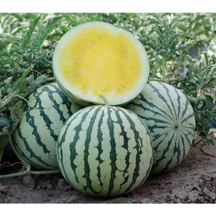 Benih semangka amarelo f1 kuning tanpa biji repack cap panah merah