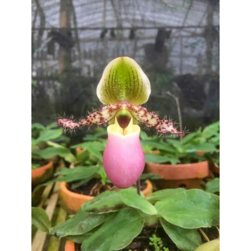 Harga Gila Papiopedillum Gloucophyllum 3xDXgqCBoyd5E