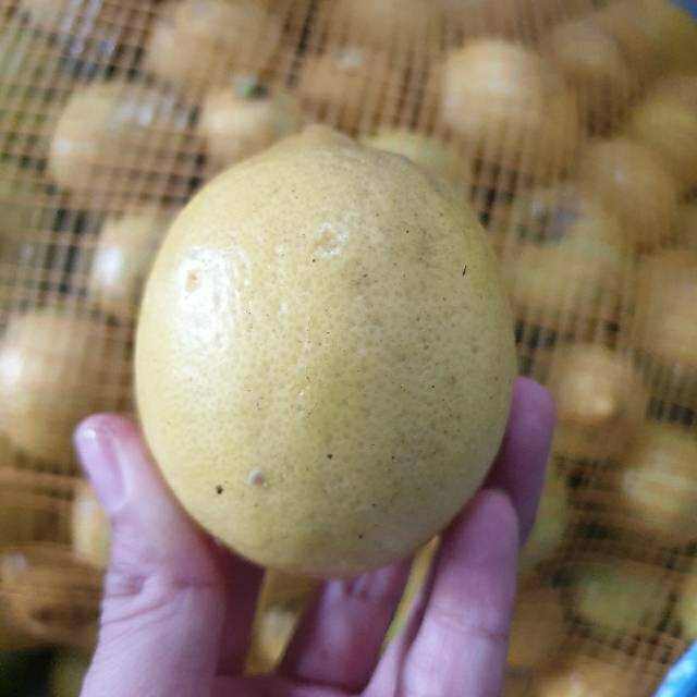 

Lemon segarrr tanpa biji