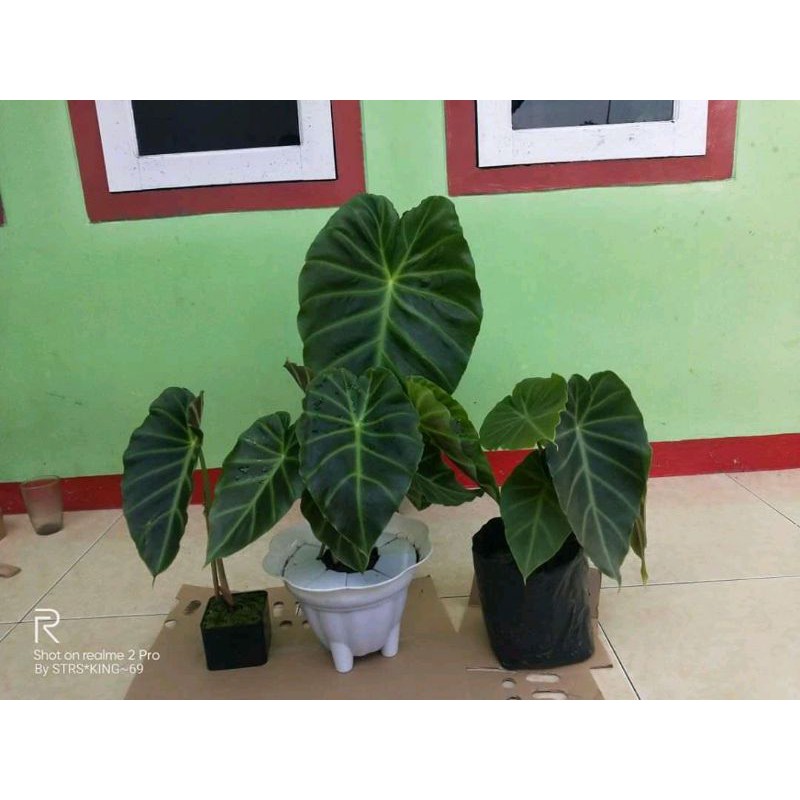 bonggol alocasia