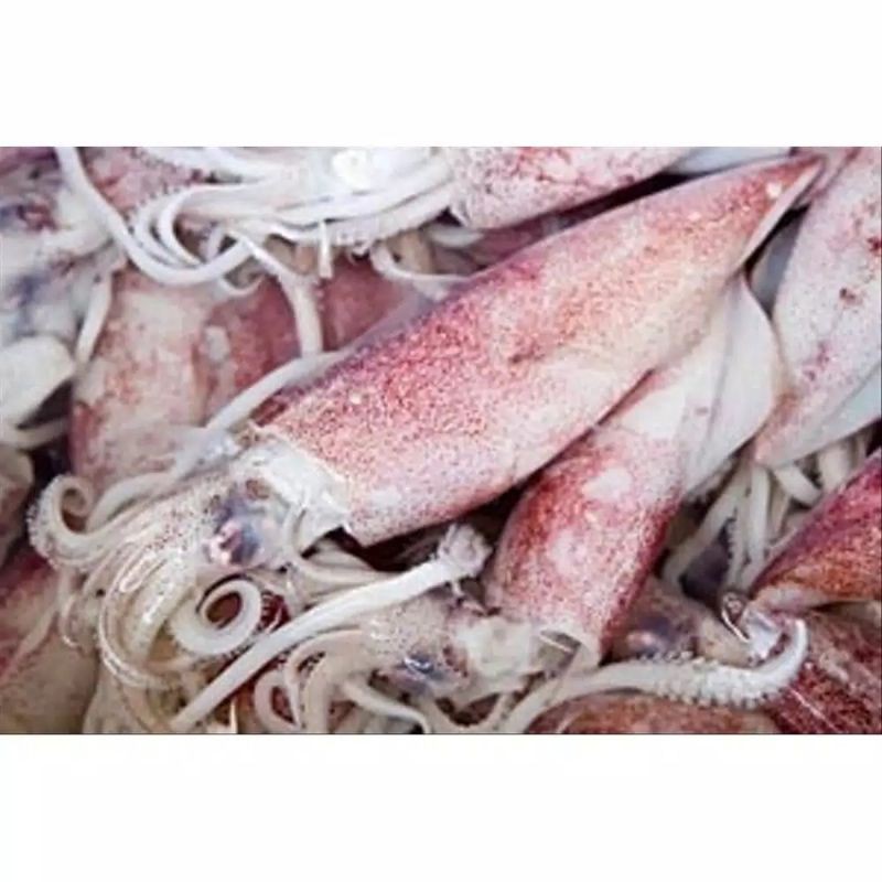 

Bisa Kirim Instan - Cumi Segar Fresh