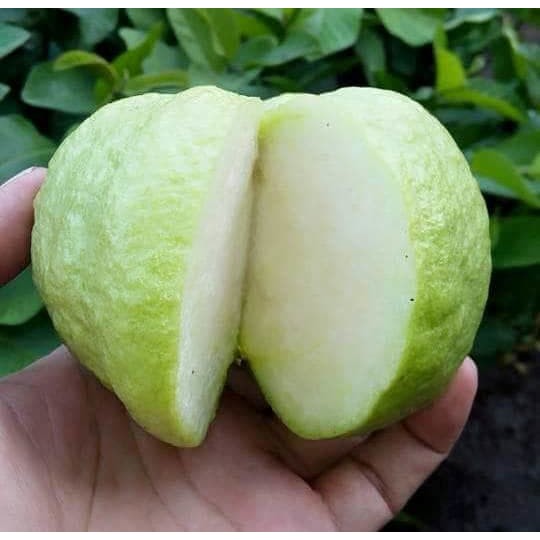 Bibit Jambu Sukun putih Non Biji