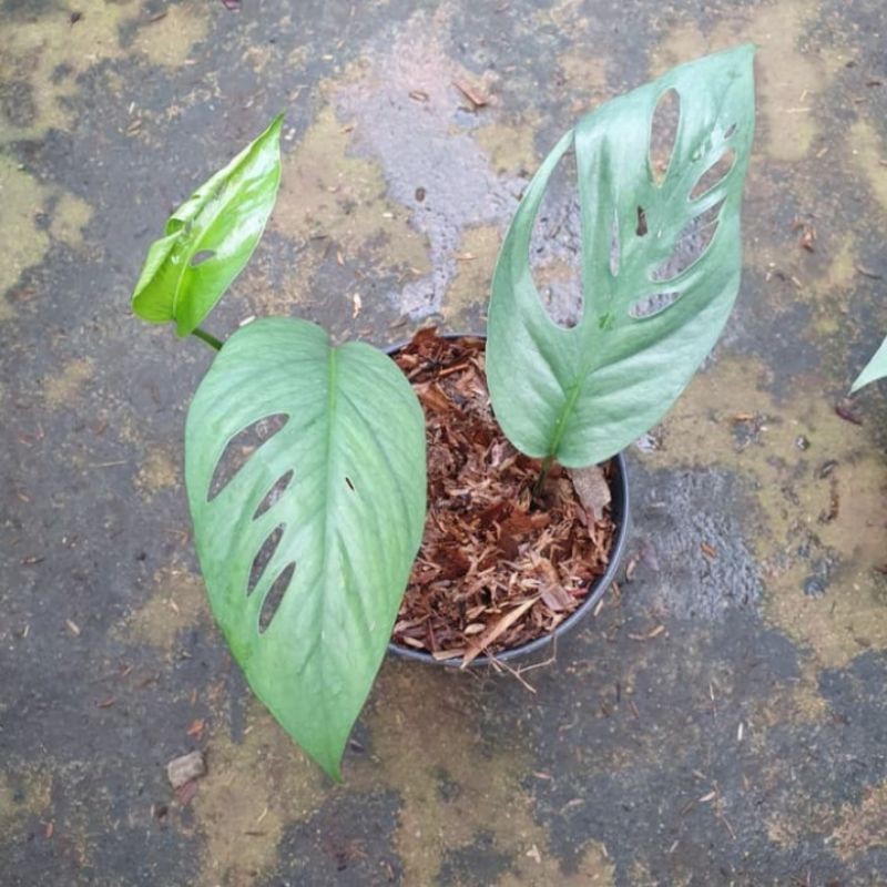Jual tanaman hias epipremnum cebublue_