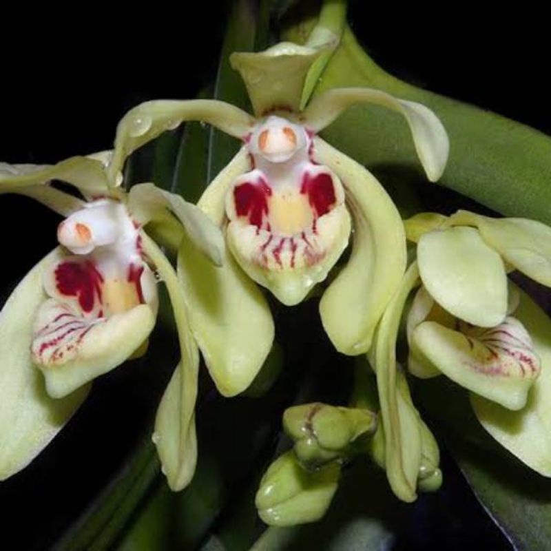 anggrek vanda pumila dewasa