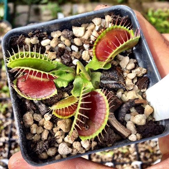 ```````] Tanaman karnivora Venus FlyTrap B52 (Tanaman hidup)