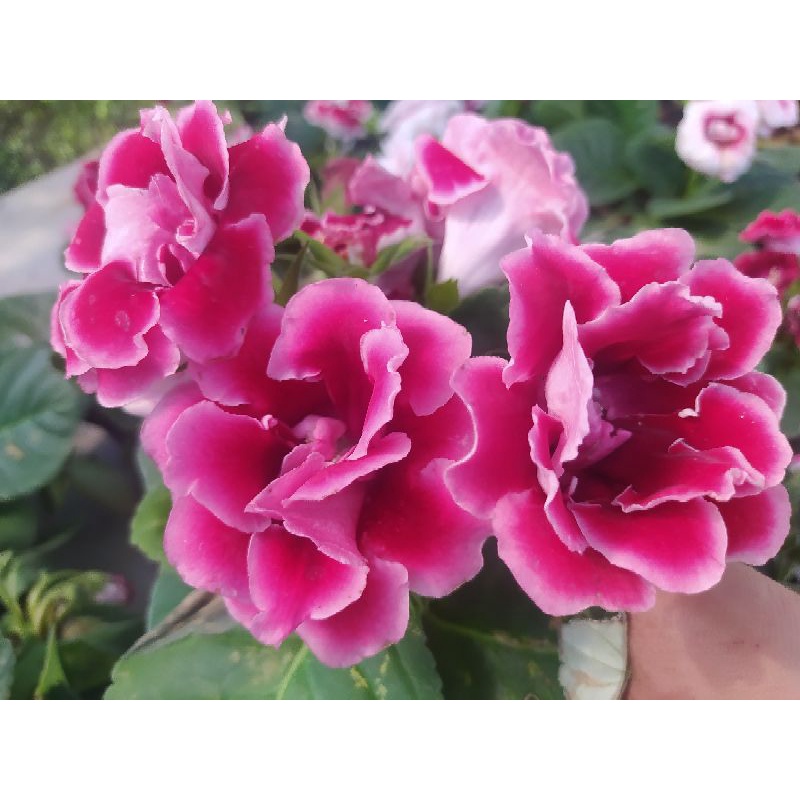 tanaman hias gloxinia cantik sudah berbunga kualitas A