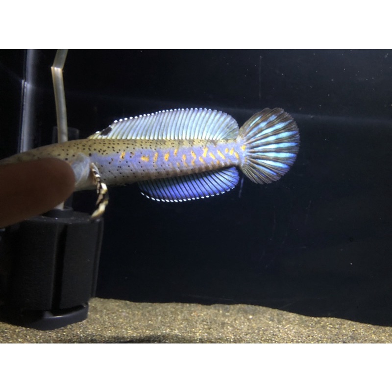 channa blue pulchra spek kontes koleksi pribadi