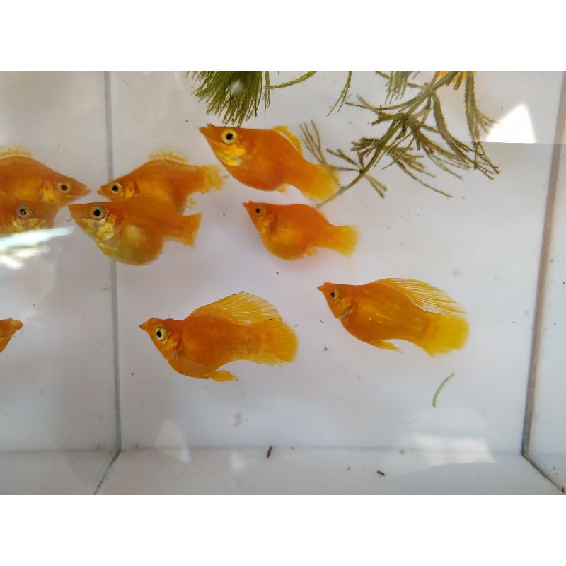 ikan molly balon sunkist indukan sesuwai foto/satu pasang