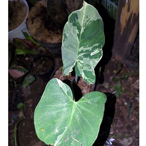 Xanthosoma sagittlifolium variegata Alba