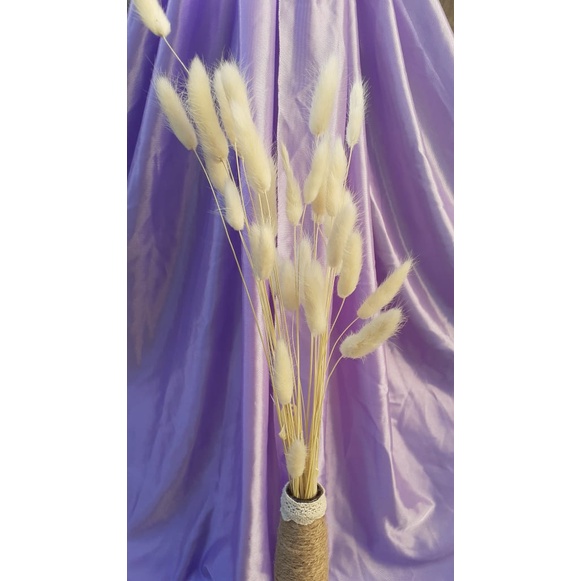 10 Tangkai Dried Bunny Tail Import Bunga Kering Rustic Murah Bugket Bunga Kering Murah Proferty Foto Backdrop Photo