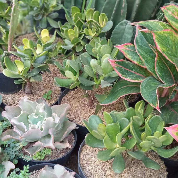 Tanaman Hias Kaktus Jade Plant / Money Tree Besar