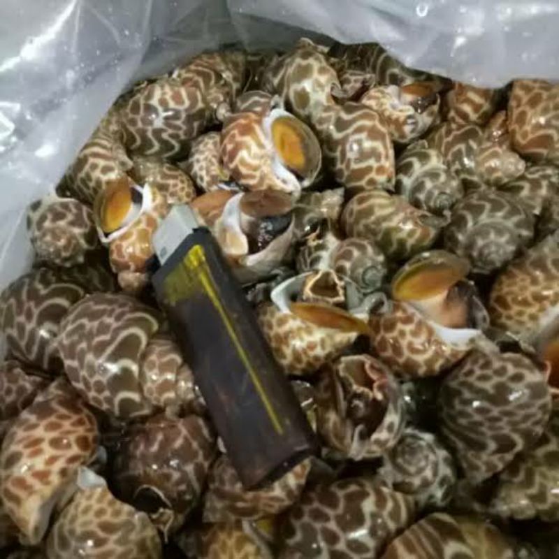 

KEONG MACAN FROZEN FRESH