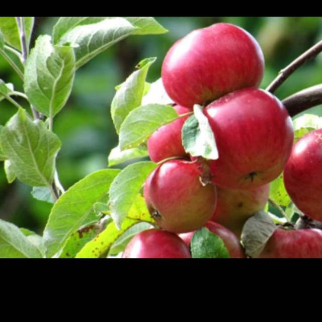 Bibit pohon apel fuji