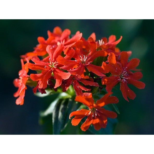 Rose Champion Jerusalem Cross 50 Biji (Benih Biji Bibit Tanaman Bunga)