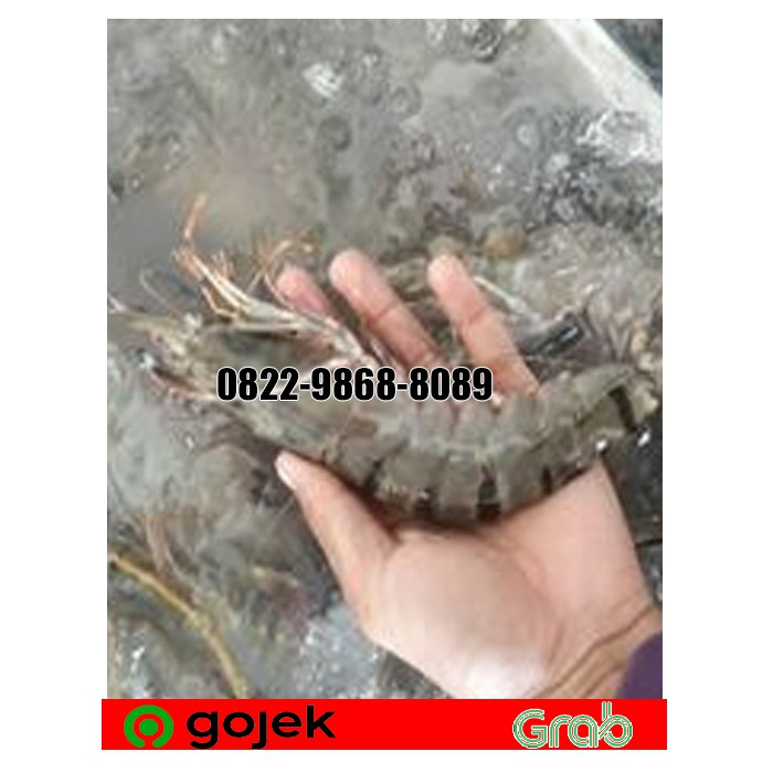 

UDANG WINDU JUMBO SIZE 15, 1 KG(15 EKOR/KG) /UDANG PANCET BESAR SEGAR