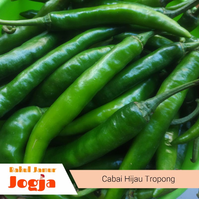 

CABAI HIJAU TROPONG (500 gram)