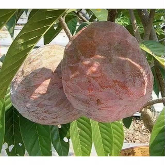 Bibit buah srikaya san pablo