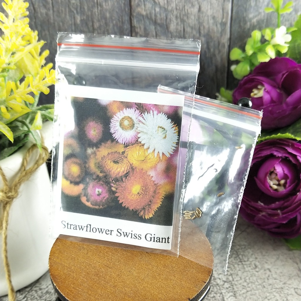 [Best Selling] 10 Seeds - Strawflower Swiss Giant Mix Bunga Biji Benih Bibit - SR0037