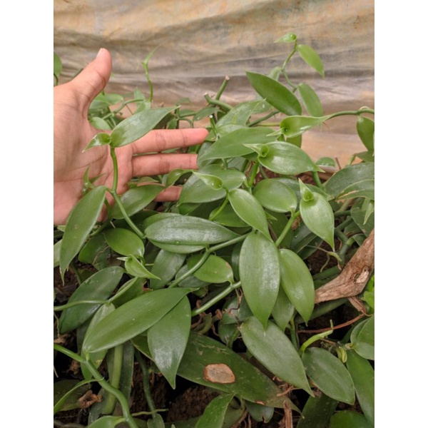 Bibit Vanili Planifolia Isi 100 / Planifolia Unggulan