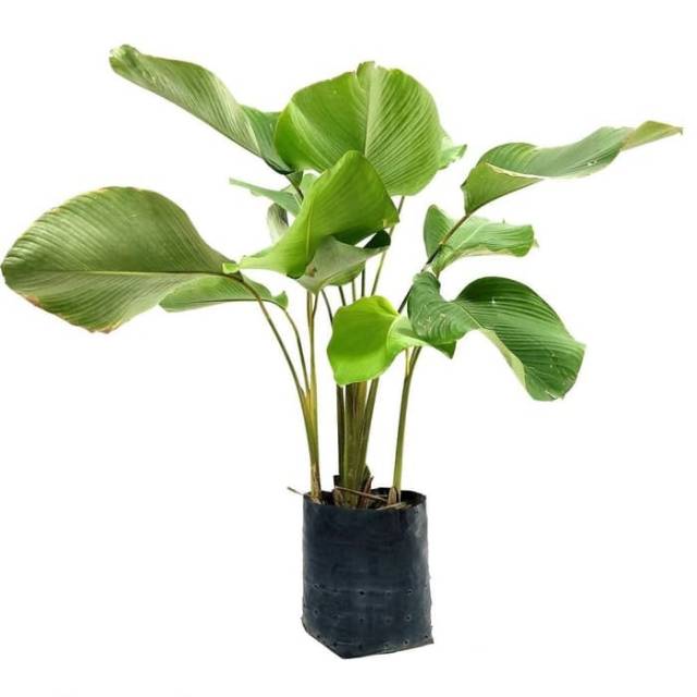 Tanaman hias pisang kalatea-calathea pisang-calathea - Tanaman Hidup-kembang hidup asli-bunga hidup 