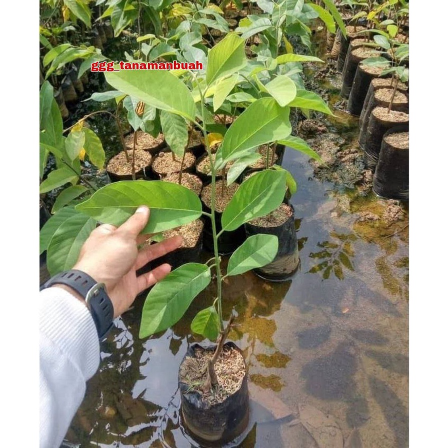 Bibit Srikaya Jumbo Hasil Okulasi Siap Berbuah
