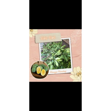 cangkok mangga madu manalagi