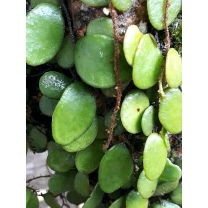 

terbaik Terbaik Jual daun sisik naga picisan duduitan segar 100gram Murah