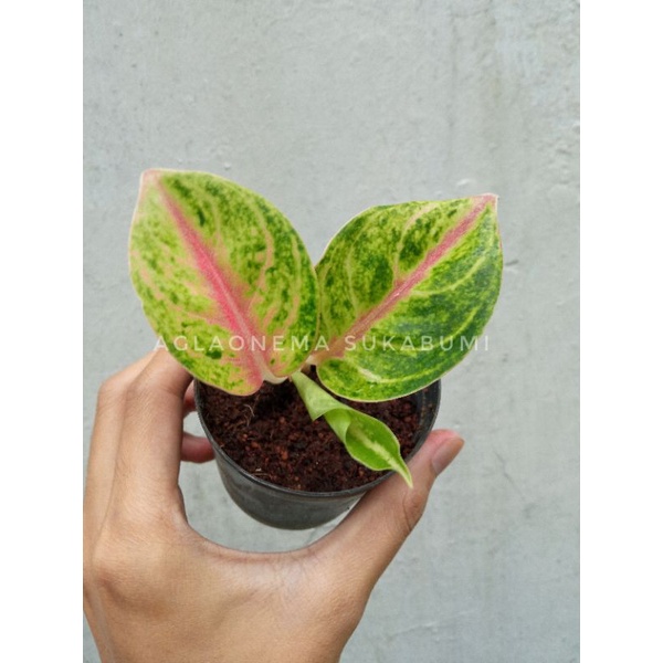 aglonema jamela jackpot