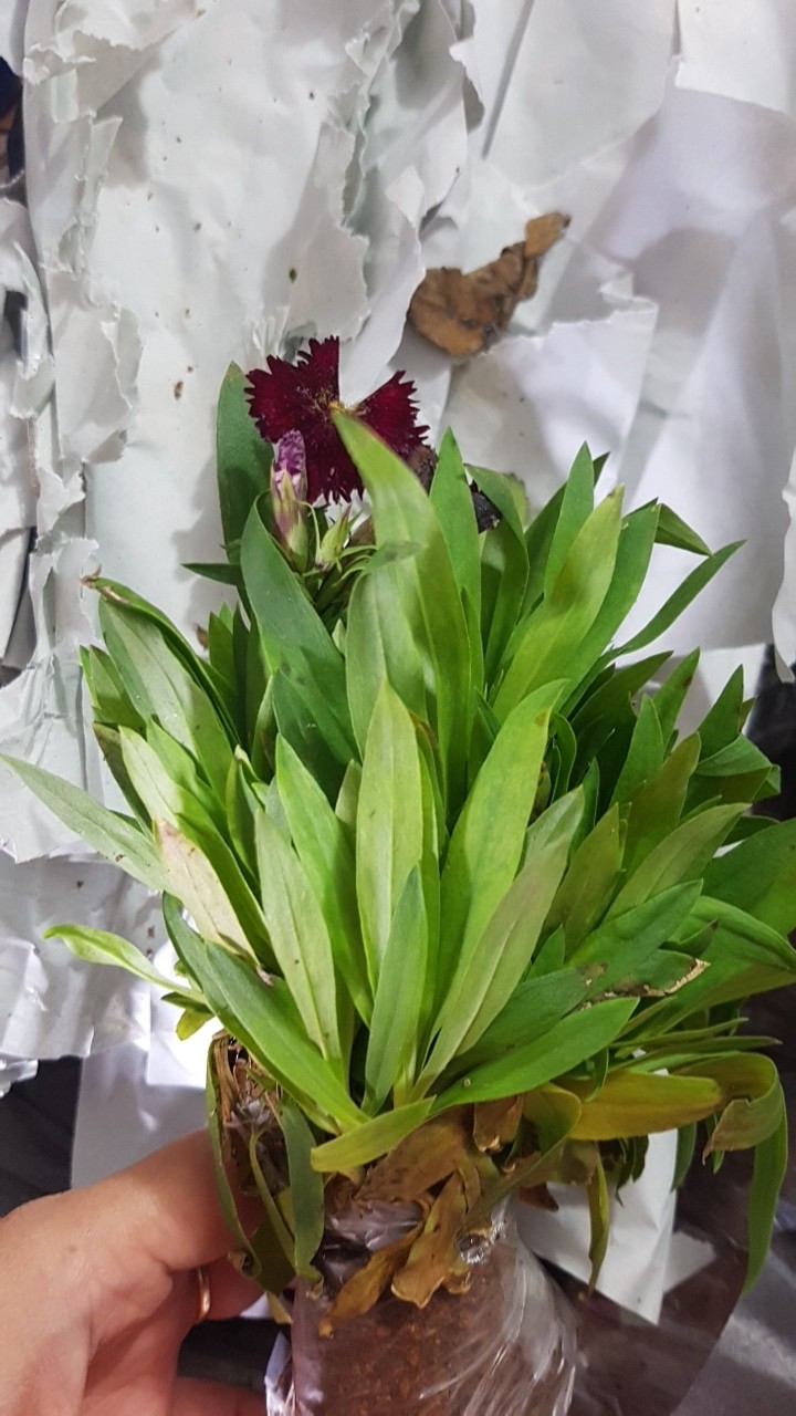 Tanaman Hias Anyelir Dianthus Merah