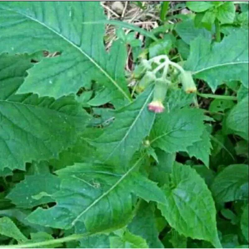 

Daun sintrong segar 10 tangkai langsung kirim