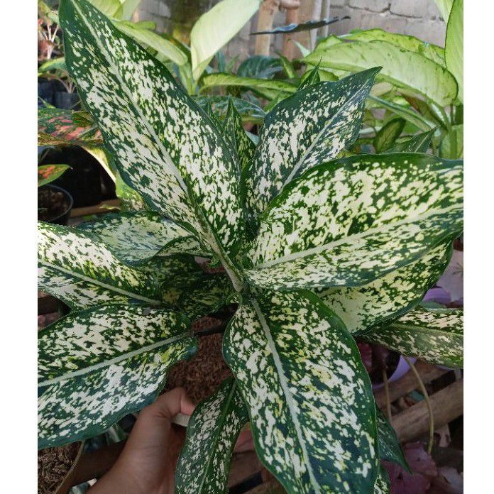 AGLONEMA SNOW WHITE /AGLONEMA SNOW WHITE MURAH/AGLONEMA SNOW WHITE SUPER/TANAMAN AGLONEMA SNOW WHITE