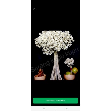 budidaya bunga edelweis bromo