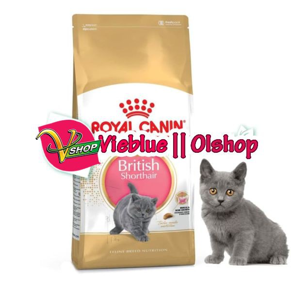 kucing: Harga Kucing British Shorthair Murah